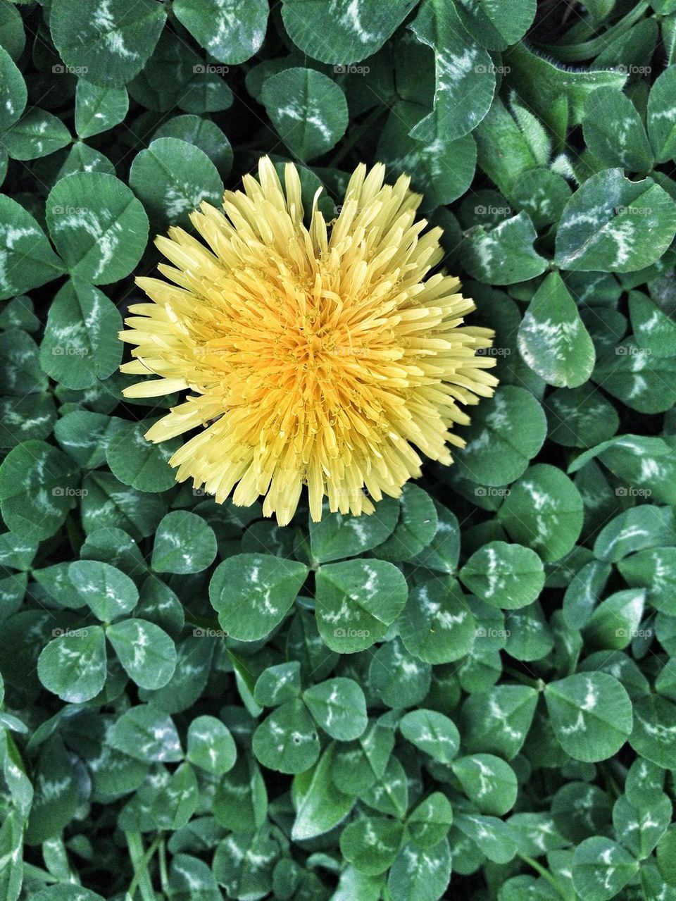 flower and clover