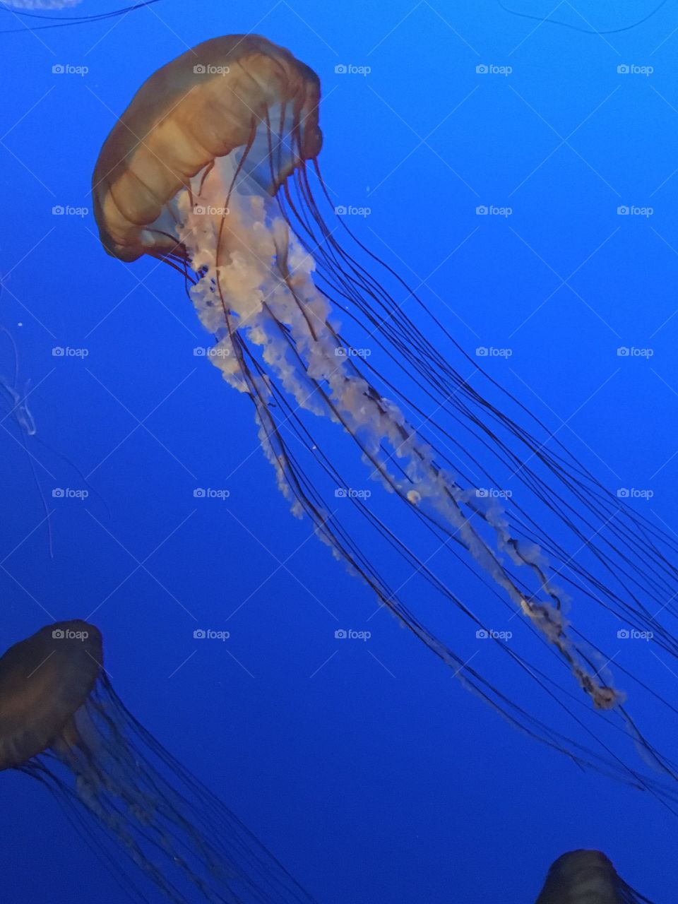 Jellyfish 