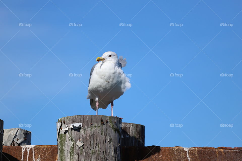 Seagull against blue sky 