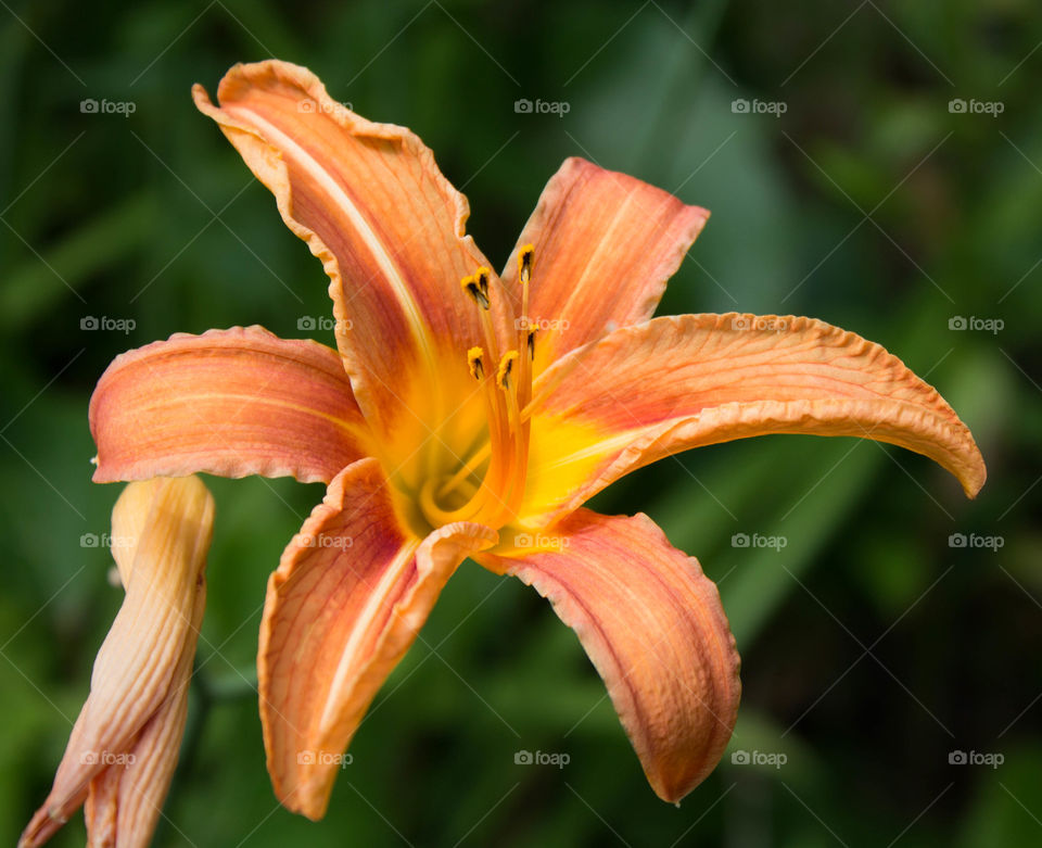 Lily, Flower, Nature, No Person, Summer