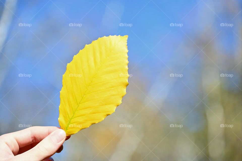 A perfect yellow leaf