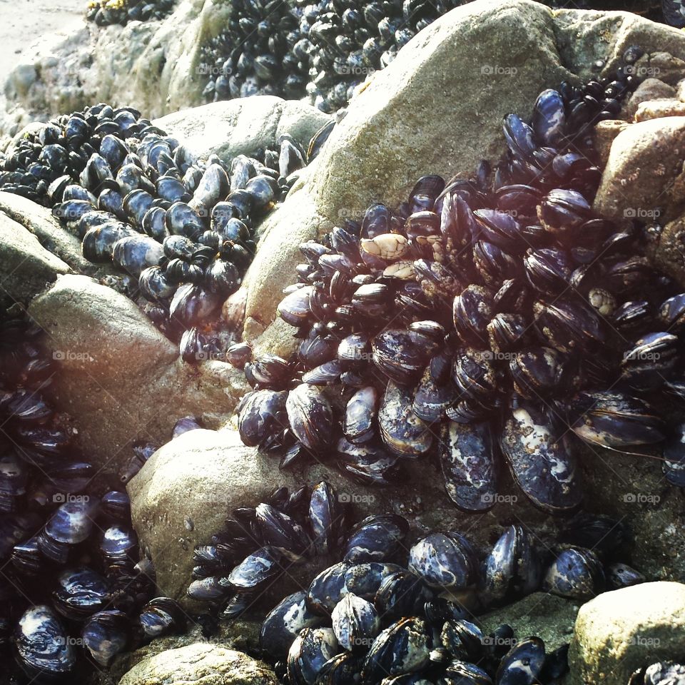walking along a beach in Malibu and found this collection of mussels