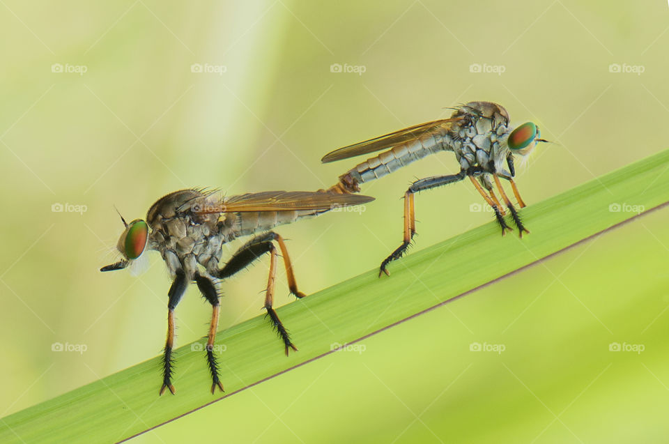 Matting Robberfly