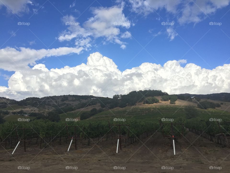 Storm clouds over vineyards