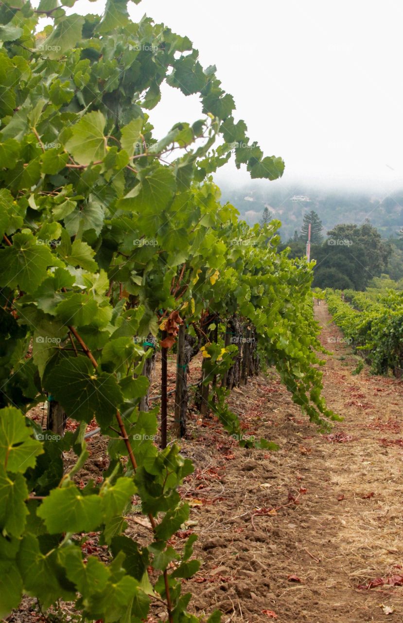 Foggy Vineyard