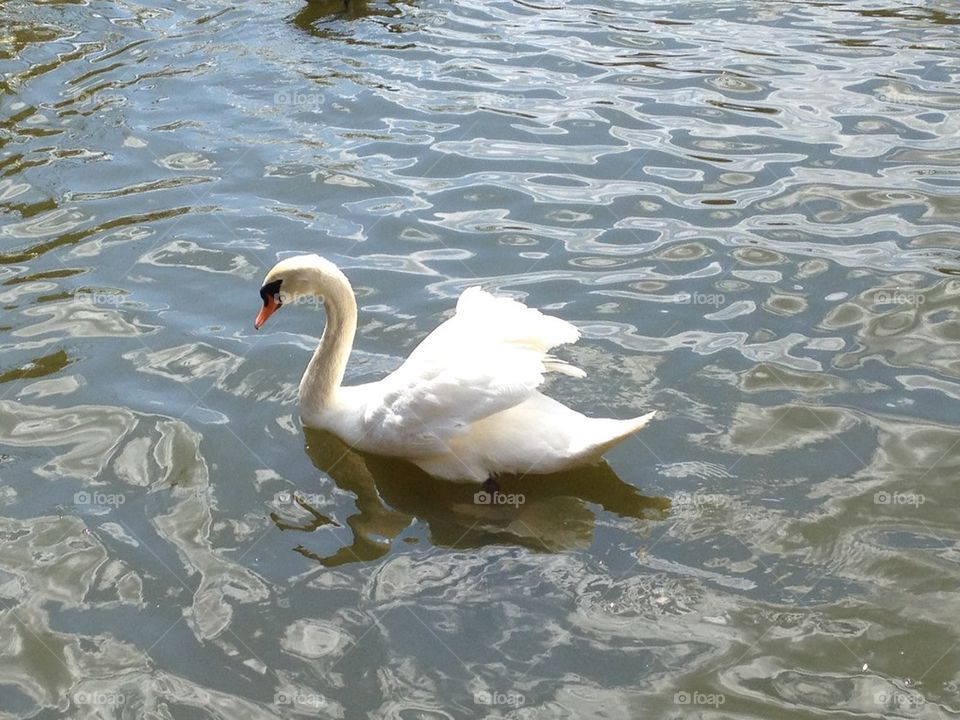 Swansong