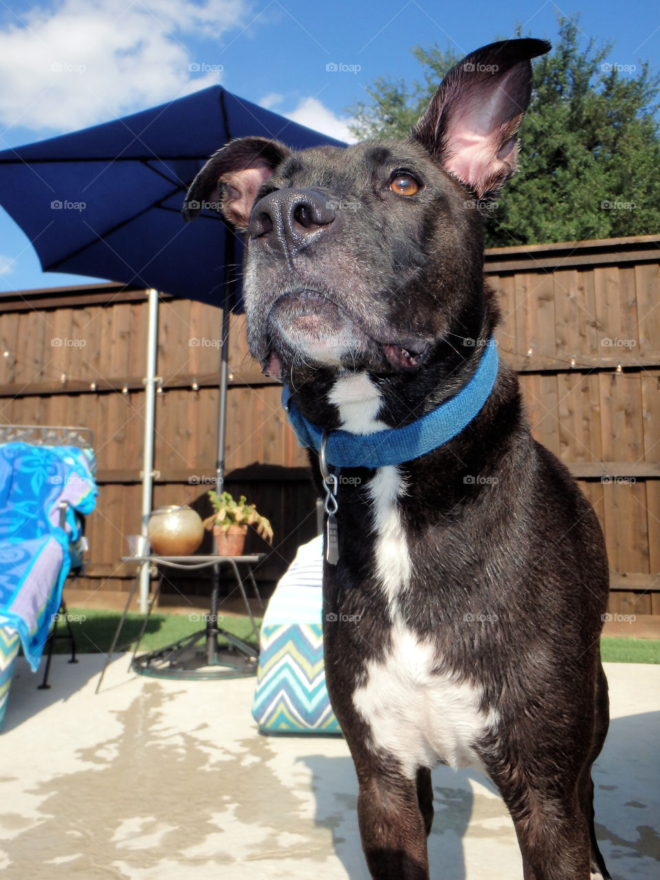 Black lab by a pool