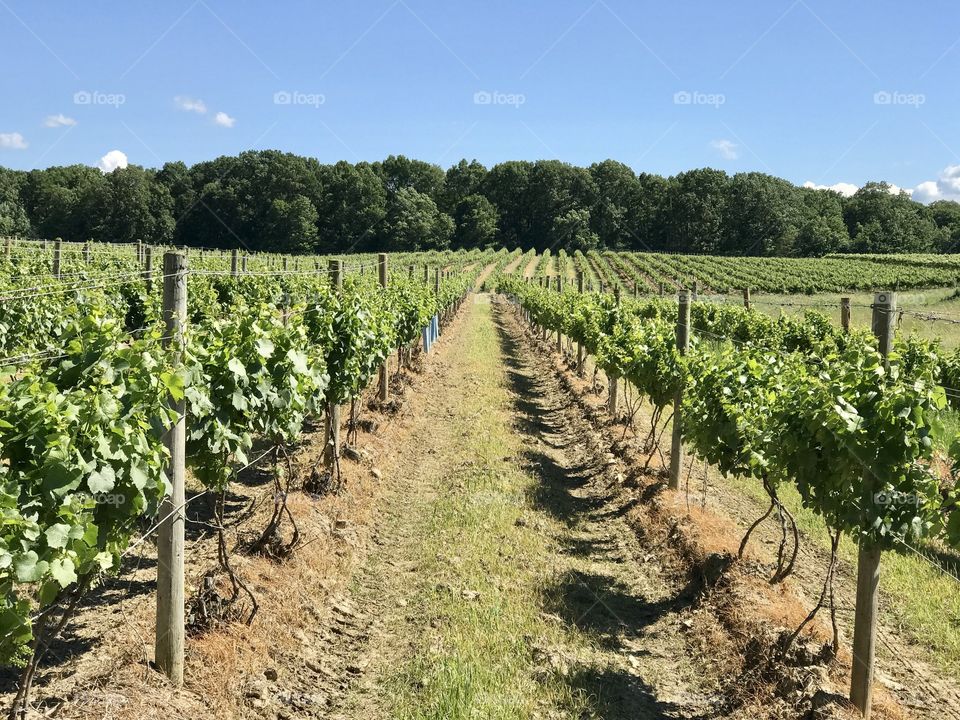 Vineyards, Grand River Valley Region, northeast Ohio