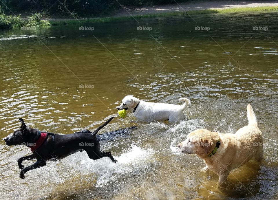 Three water pups