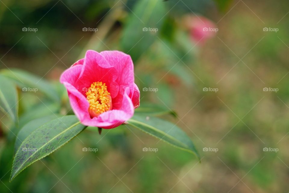 Pink Camellia