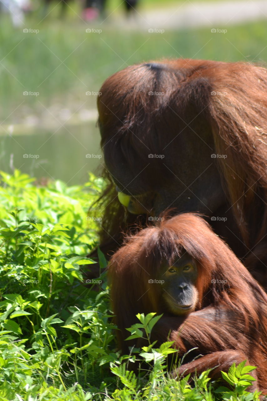 orangutang male and female