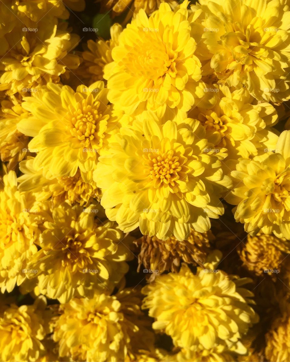 Vibrant yellow chrysanthemum flowers