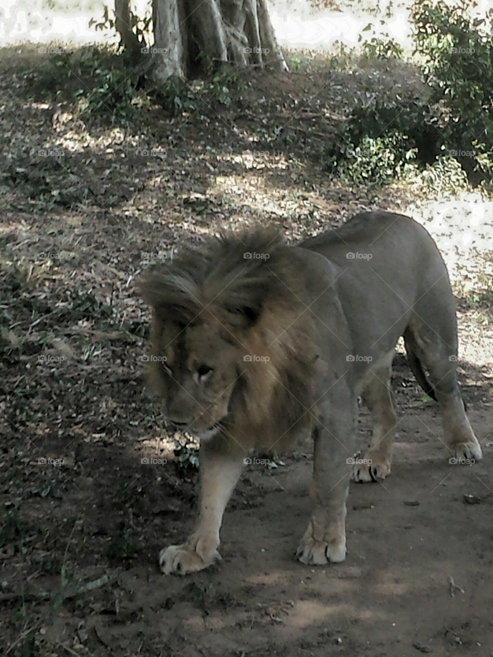 Lion at Safaree Sri Lanka