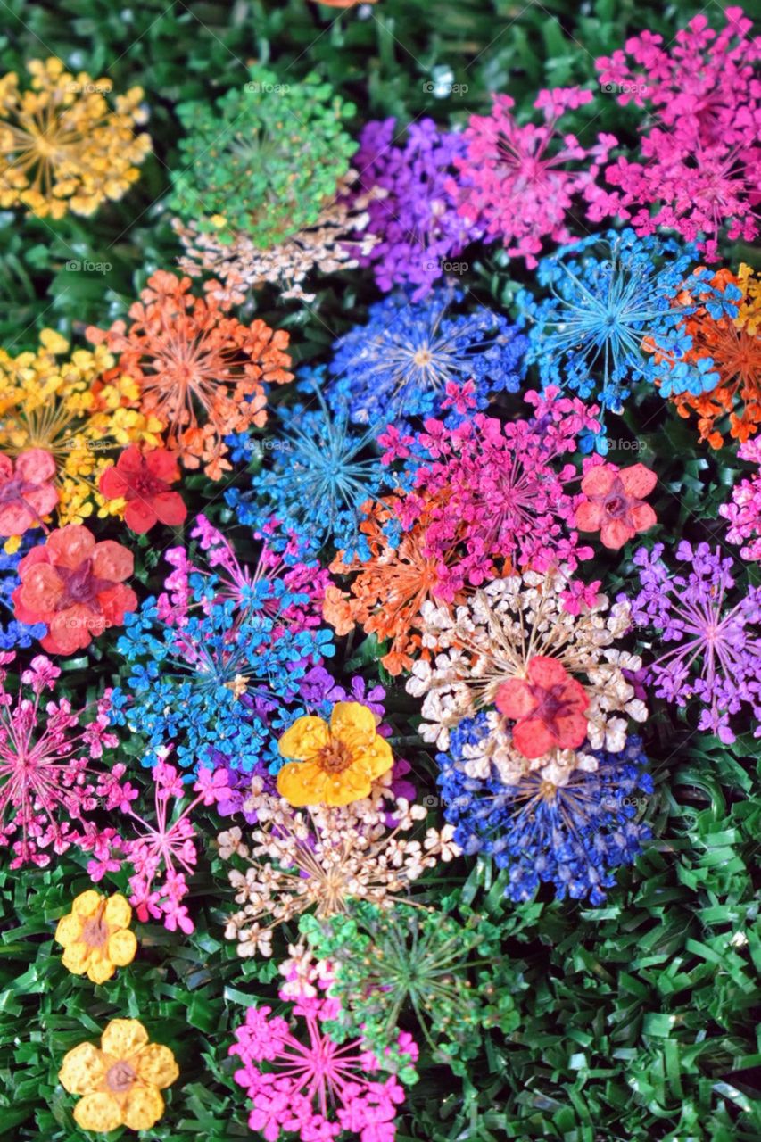 Various colors of flowers