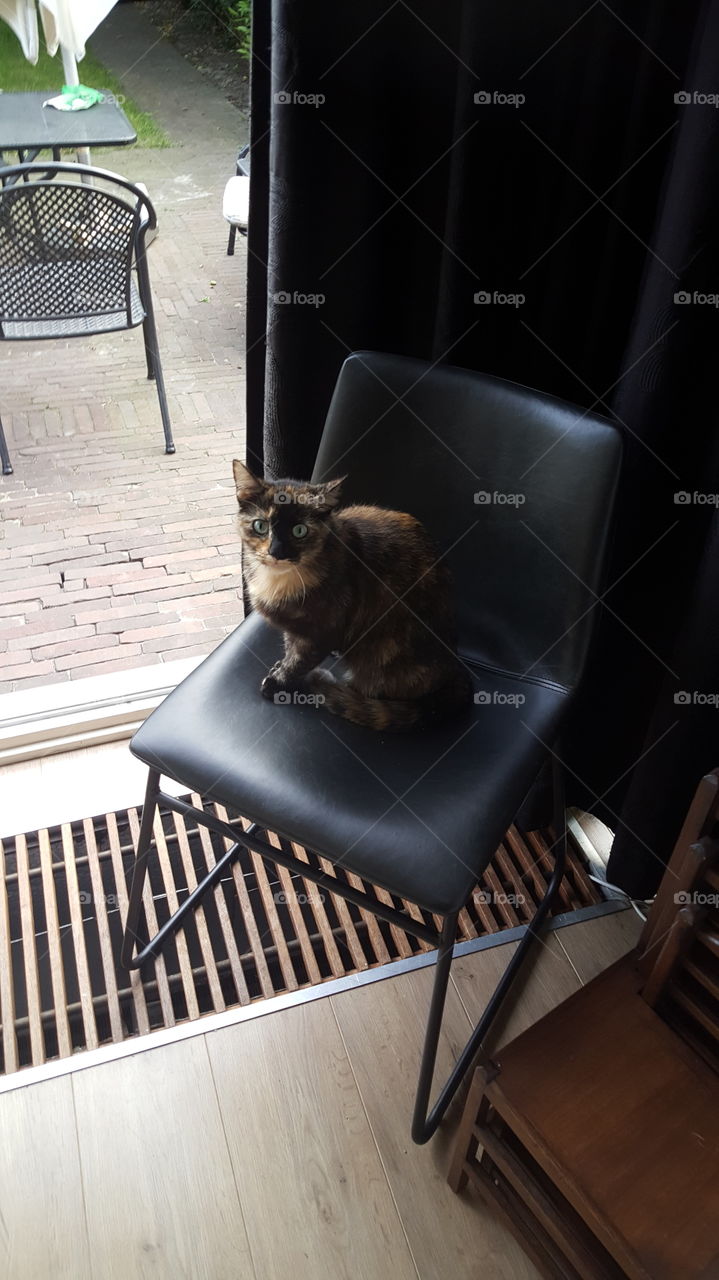 cute cat looking at camera sitting on black chair by opened windoor