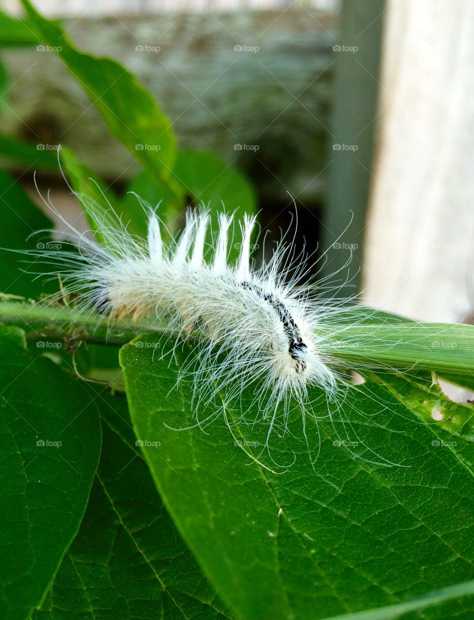 Fuzzypillar . Fuzzy white caterpillar with white tufts of hair