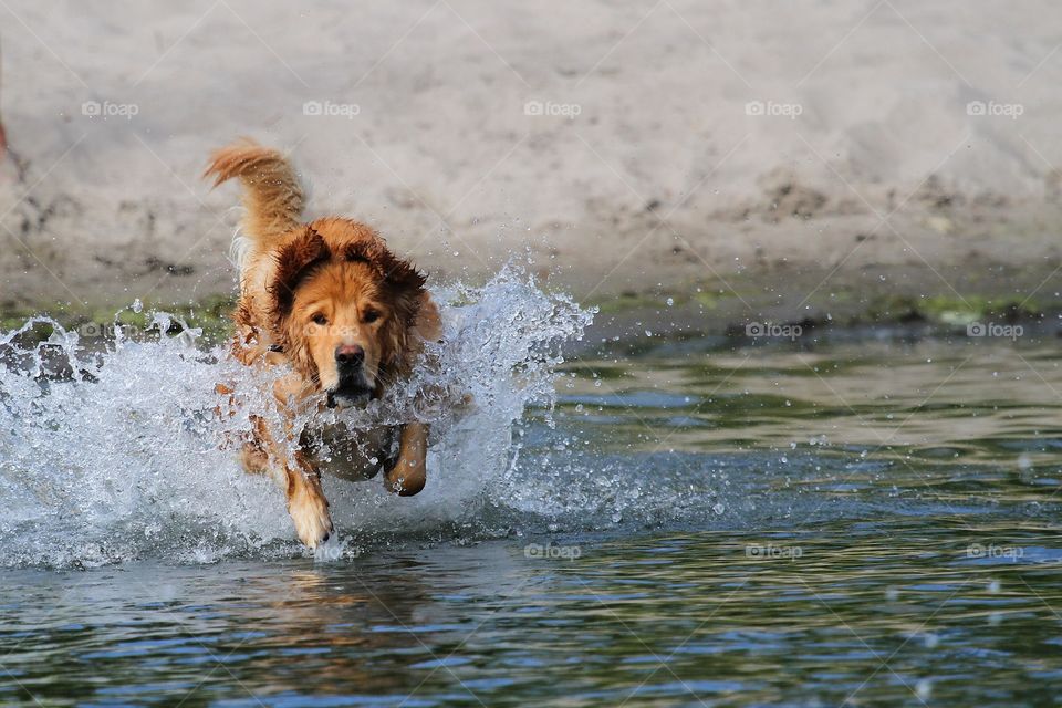 Dog playing in sea