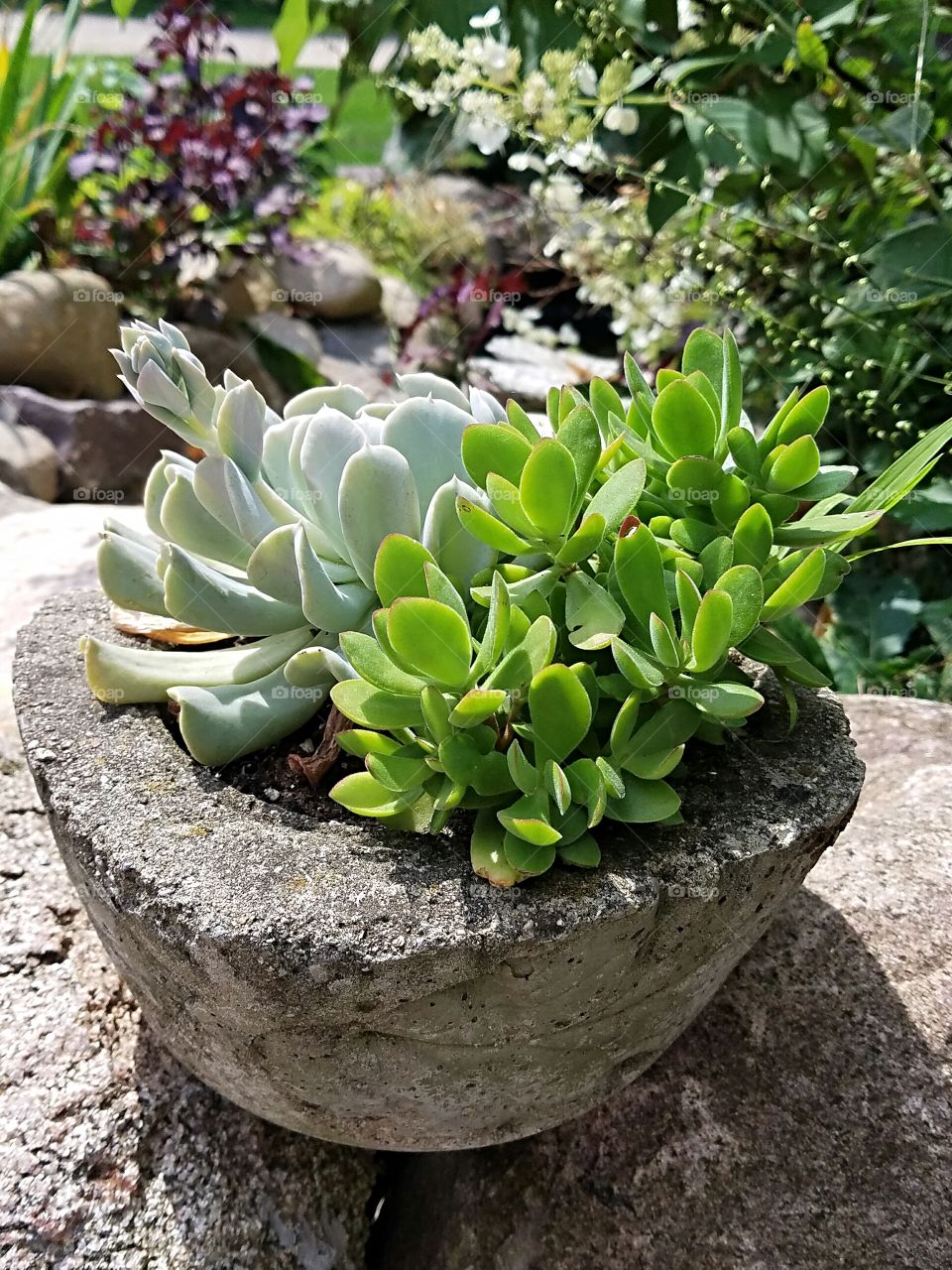 Potted Succulents