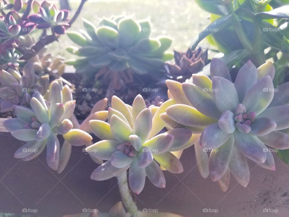 sunlight succulents