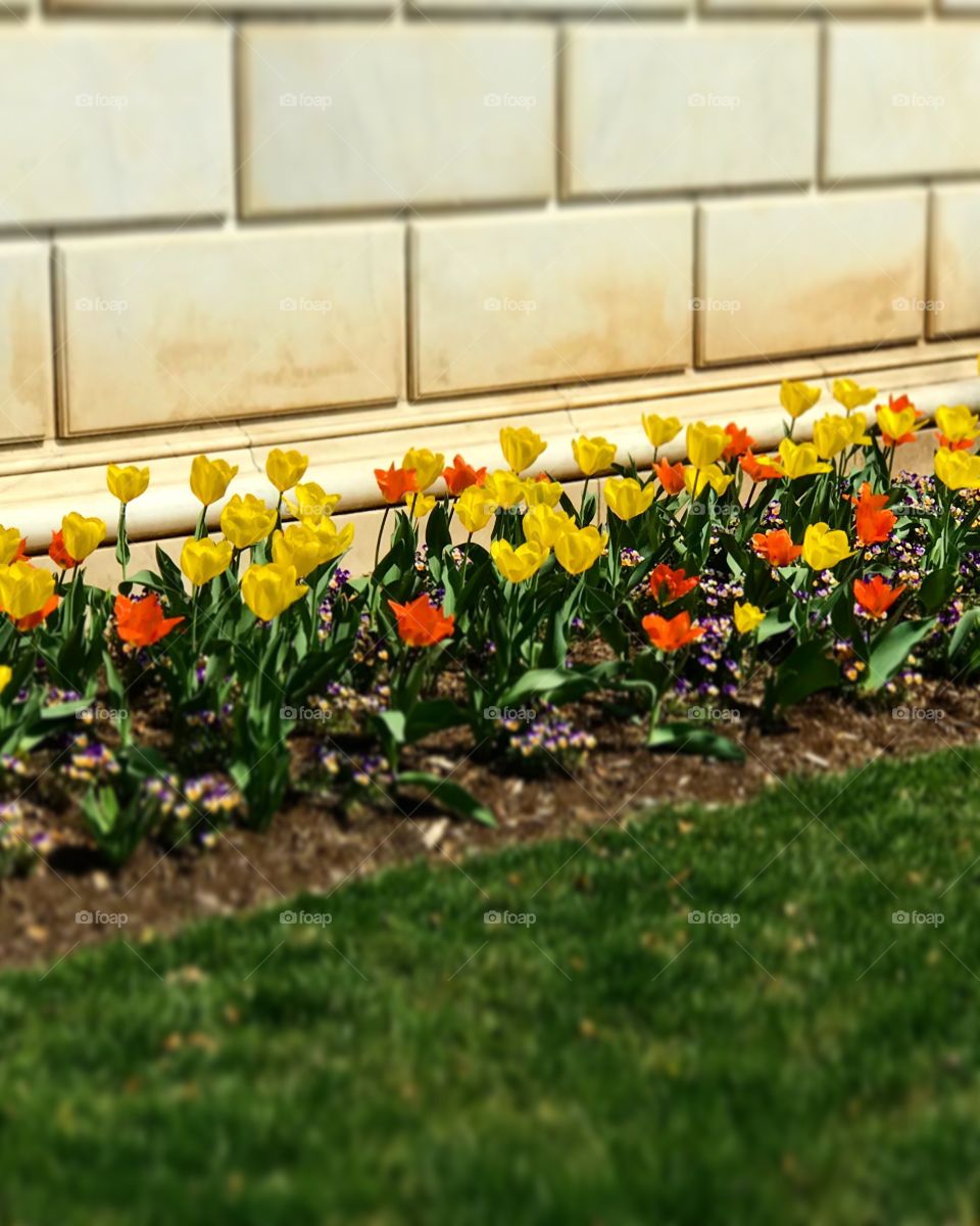 Tulips In Washington, D.C.🧡