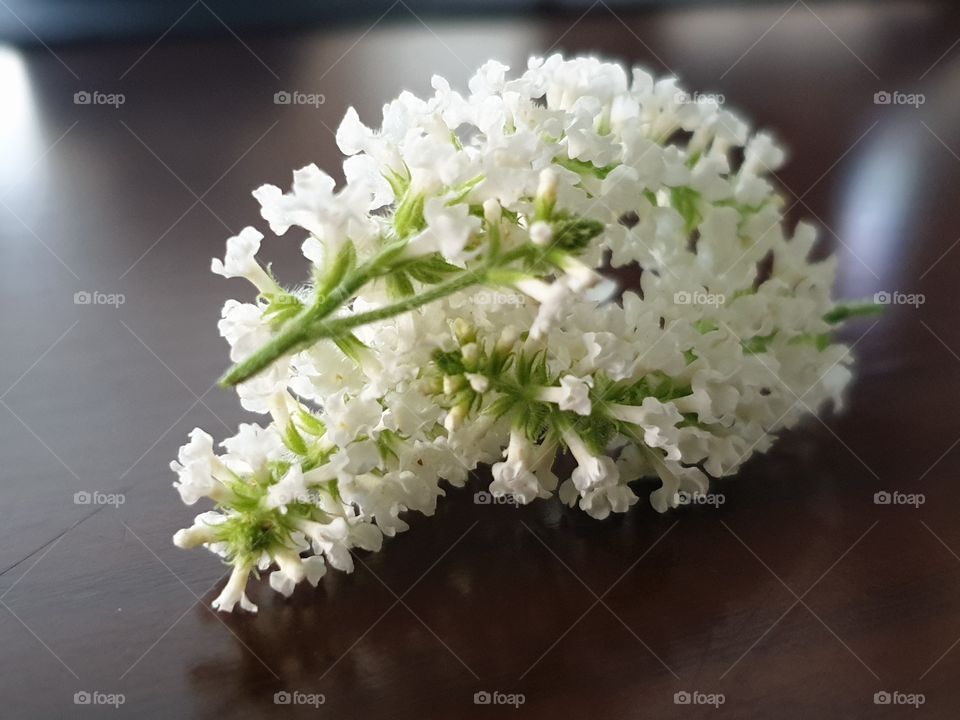 beautiful flower in my garden