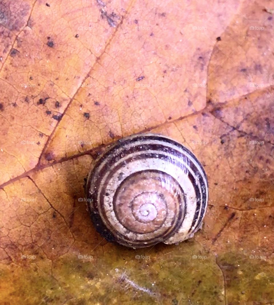 Snail shell on a Fall leaf