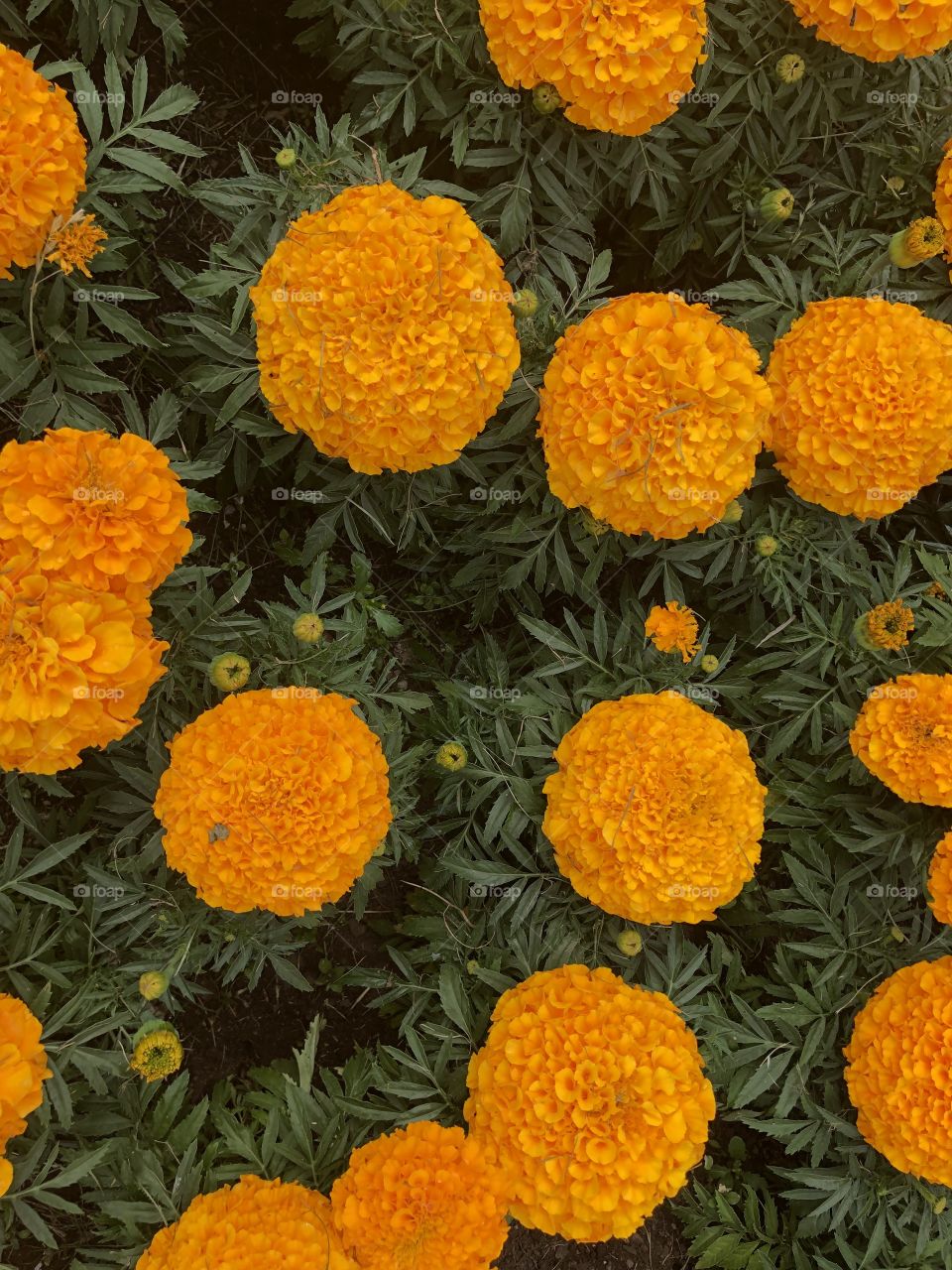 Some very lovely giant marigolds in a striking orange colour.