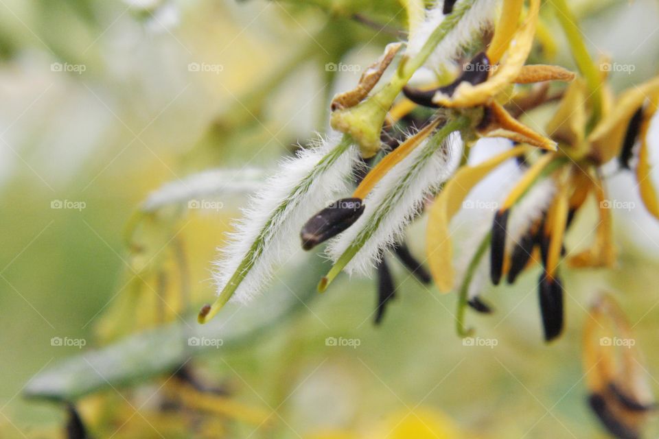 Yellow flower fuzzy blossom blooming bloom black pretty White plant