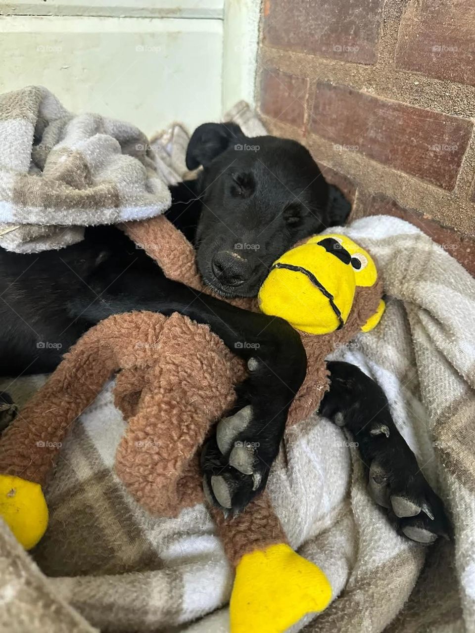 puppy Luke sleeping with his stuffed monkey