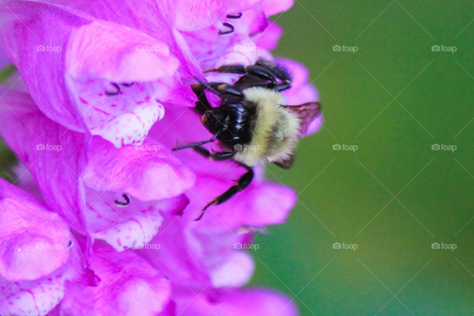 Pollination close up 