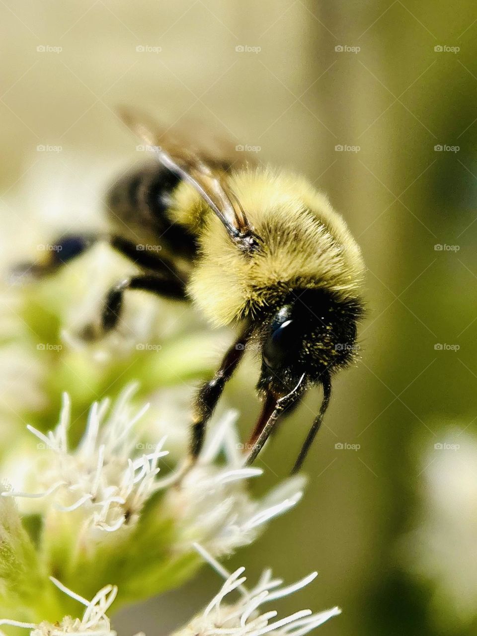A common eastern bumblebee hard at work.