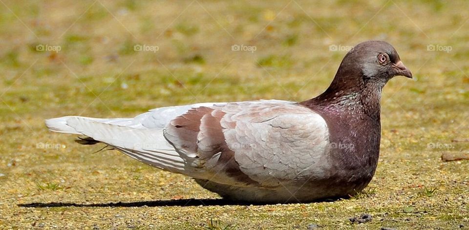 A pigeon on the street