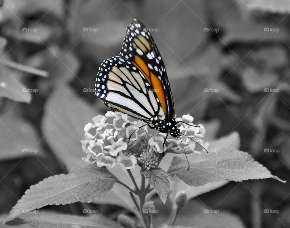 Monarch Butterfly by Zazzle.com/fleetphoto