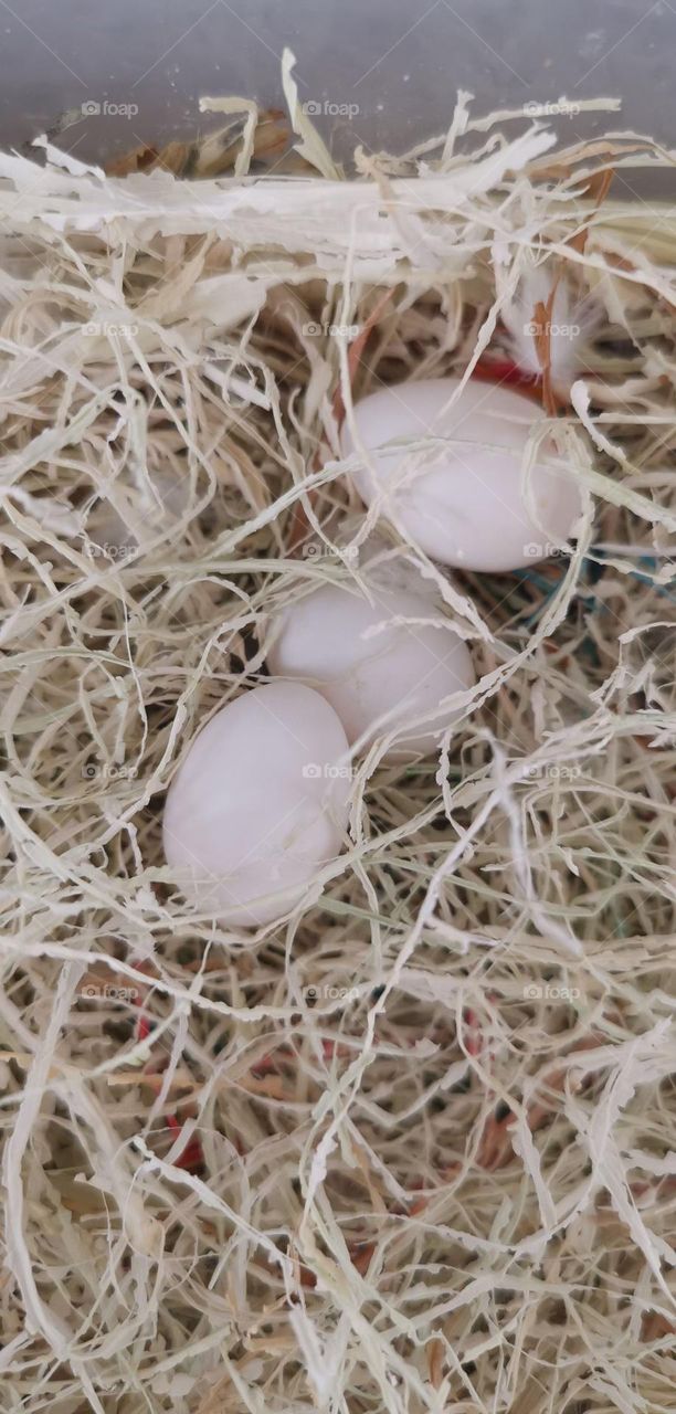 The eggs laid by two cute parrots are so cute. These are three babies whose love birds haven't hatched yet.