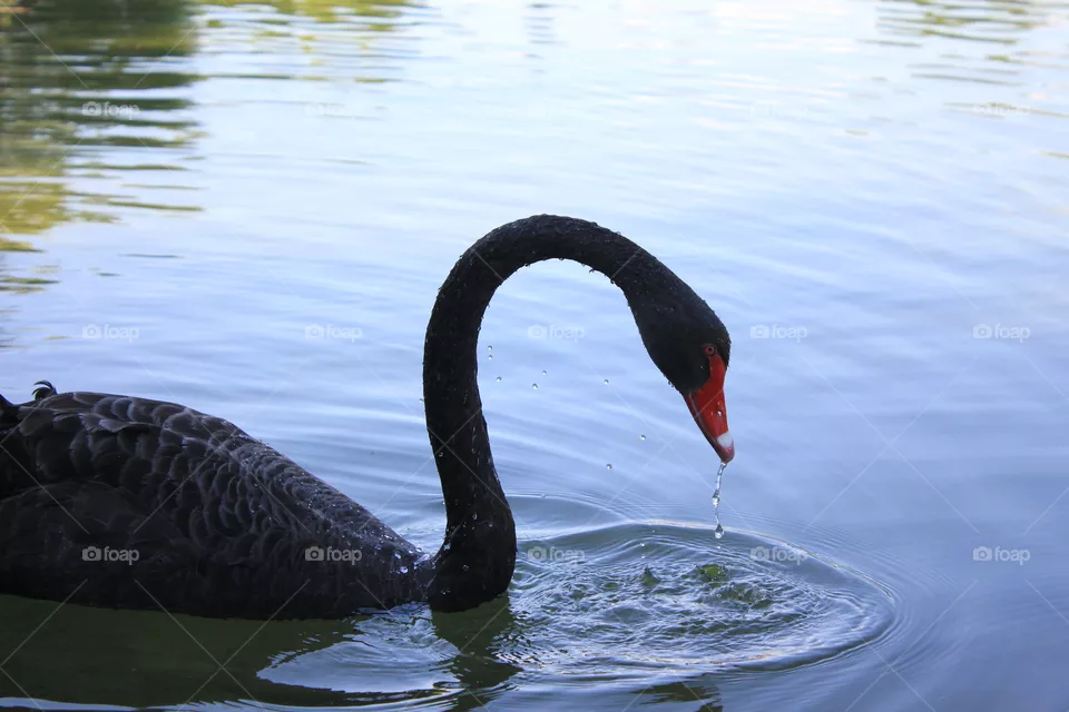 Swan