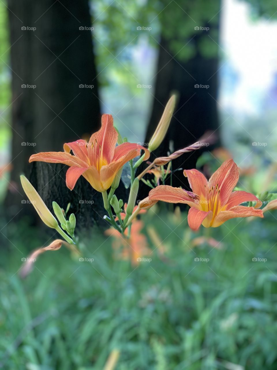 Beautiful orange daylily flower blossoms. Nature’s beauty during spring and summer. 