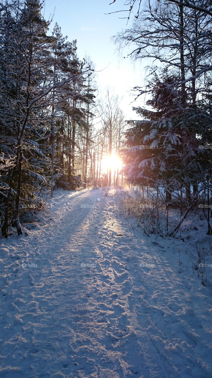 View of forest during winter