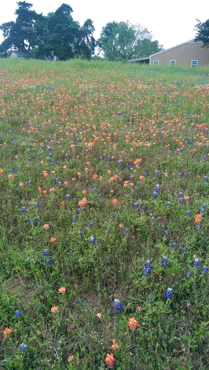 Texas Bluebonnets.