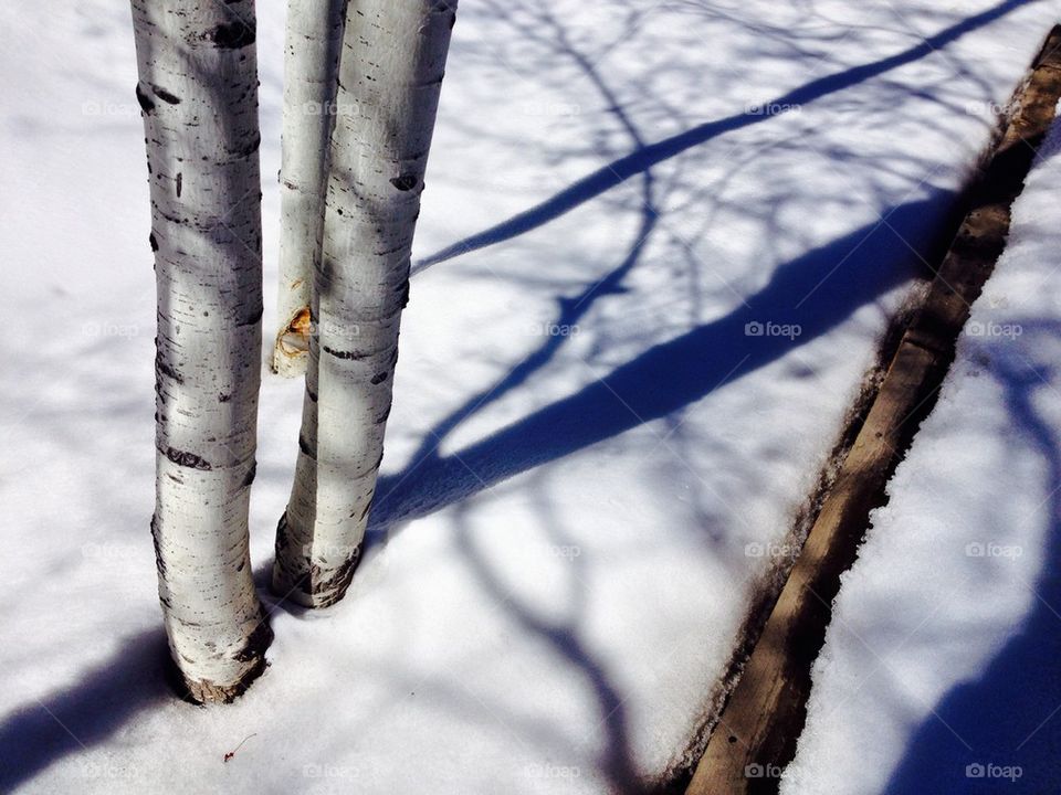 Aspen trees in the snow.