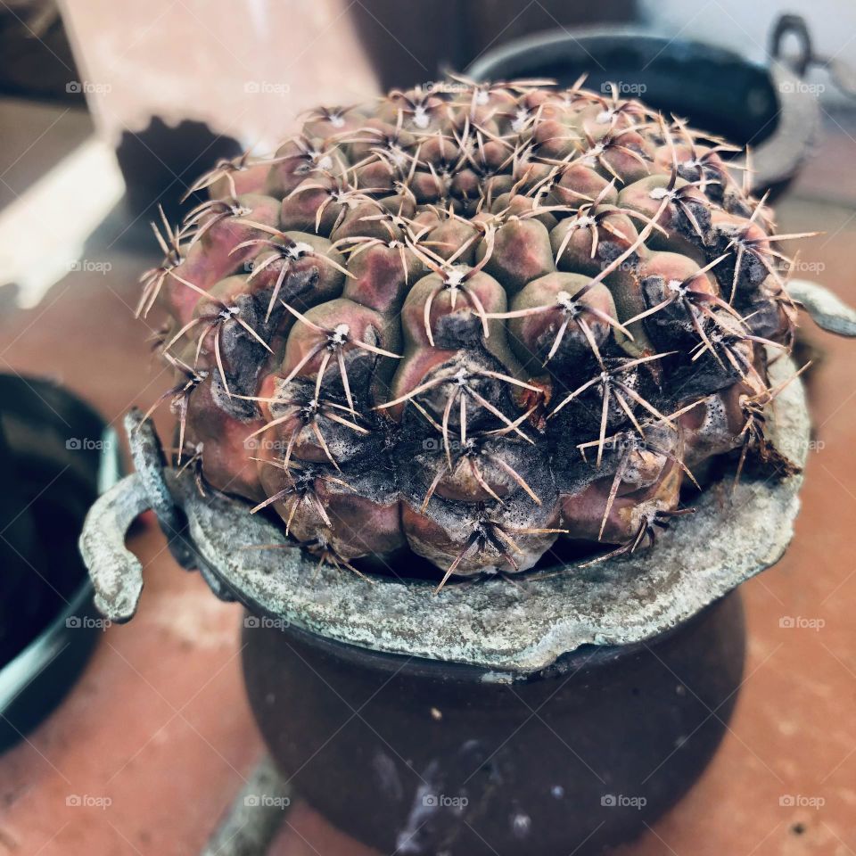 Cactus 