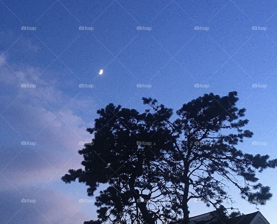 Moon and tree