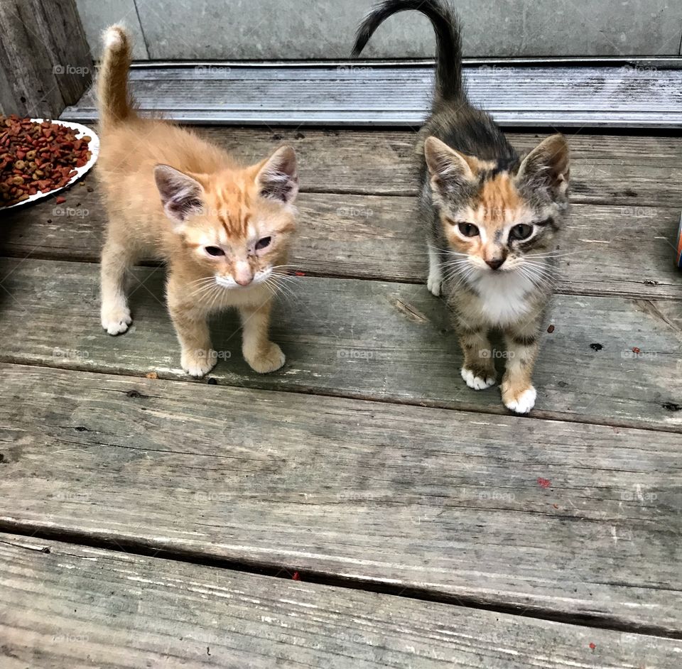 Kitties 