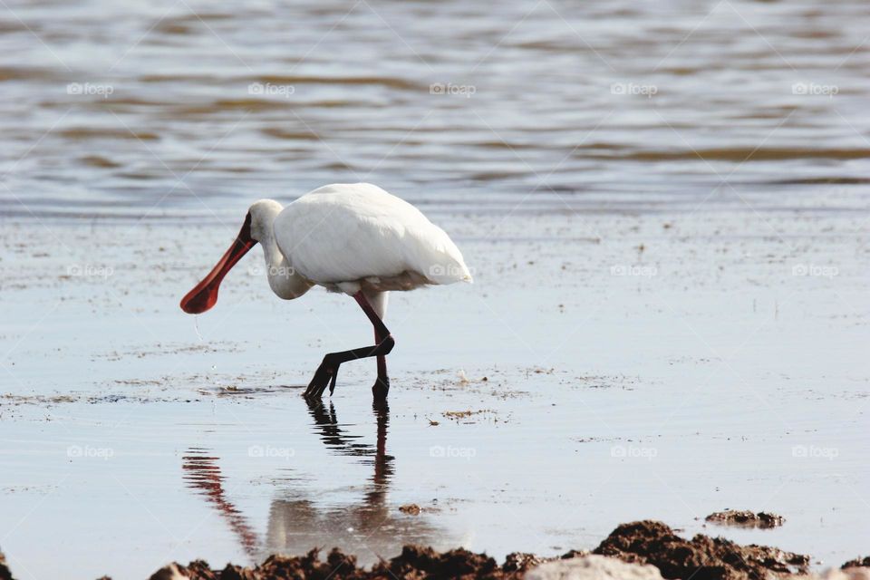big bird water reflection