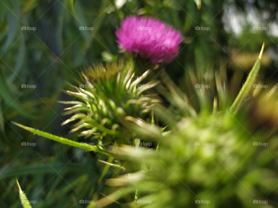 Cotton Thistle Swaying in the Wind