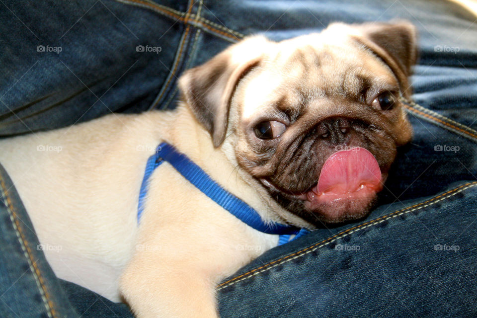 Puppy pug tongue out in denim pants