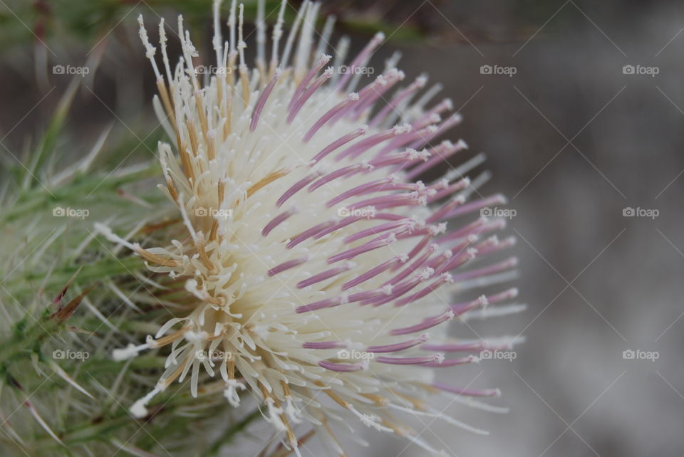 Purple and white flower