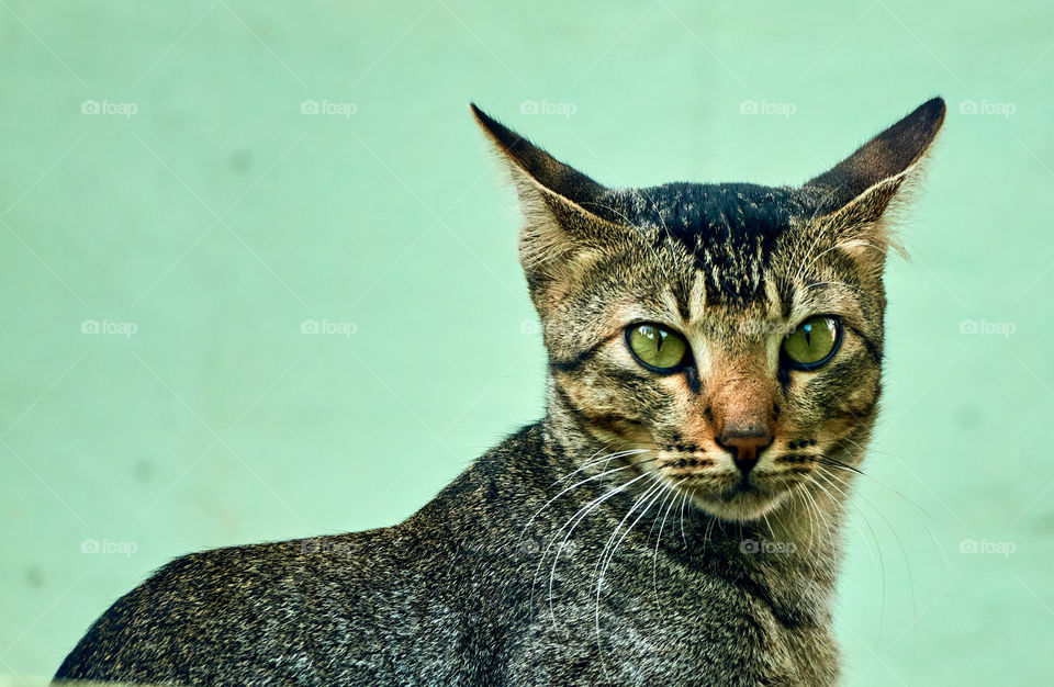 Domestic cat  - Egyptian mau cat