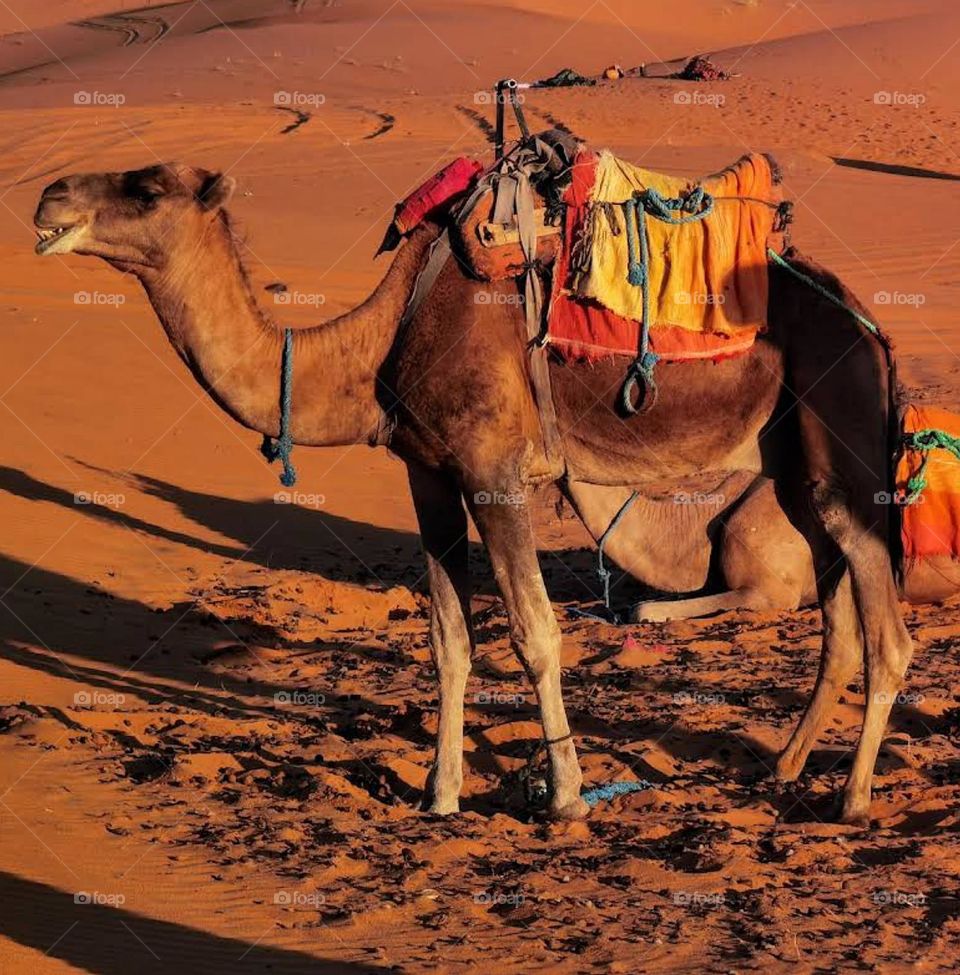 camel in sahara