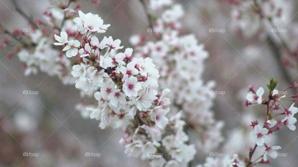 white sakura