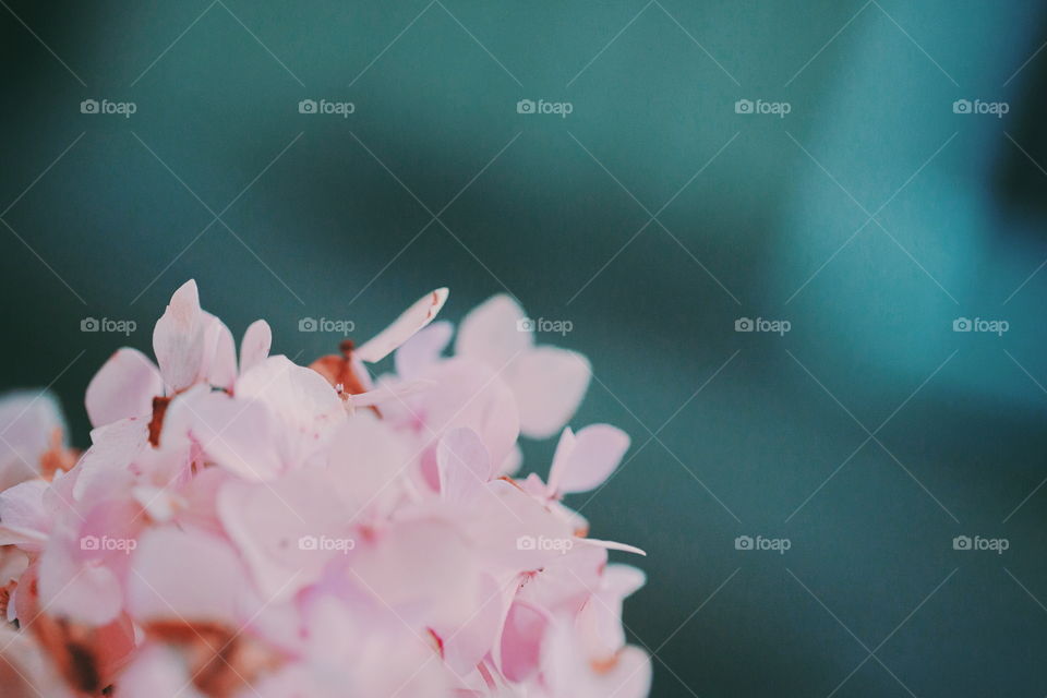 Close-up of pink flower